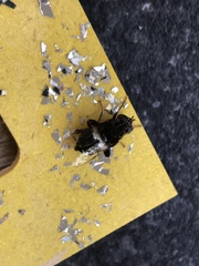 Helophilus cingulatus