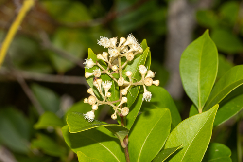 Syzygium smithii