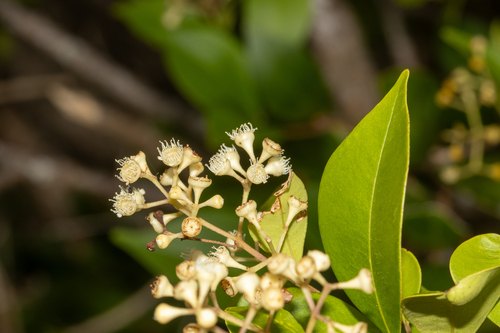 Syzygium smithii
