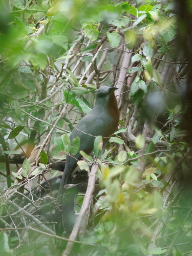 Bay-breasted Cuckoo (Coccyzus rufigularis), photo 3