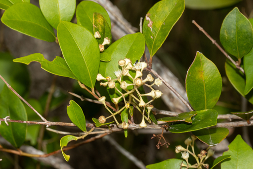Syzygium smithii