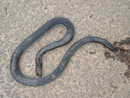 Beddome's Black Earth Snake