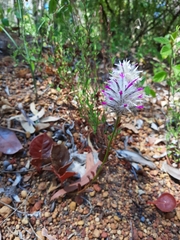 Ptilotus manglesii