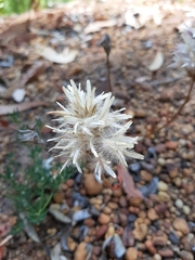 Ptilotus manglesii