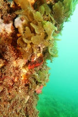 Hypoplectrodes nigroruber