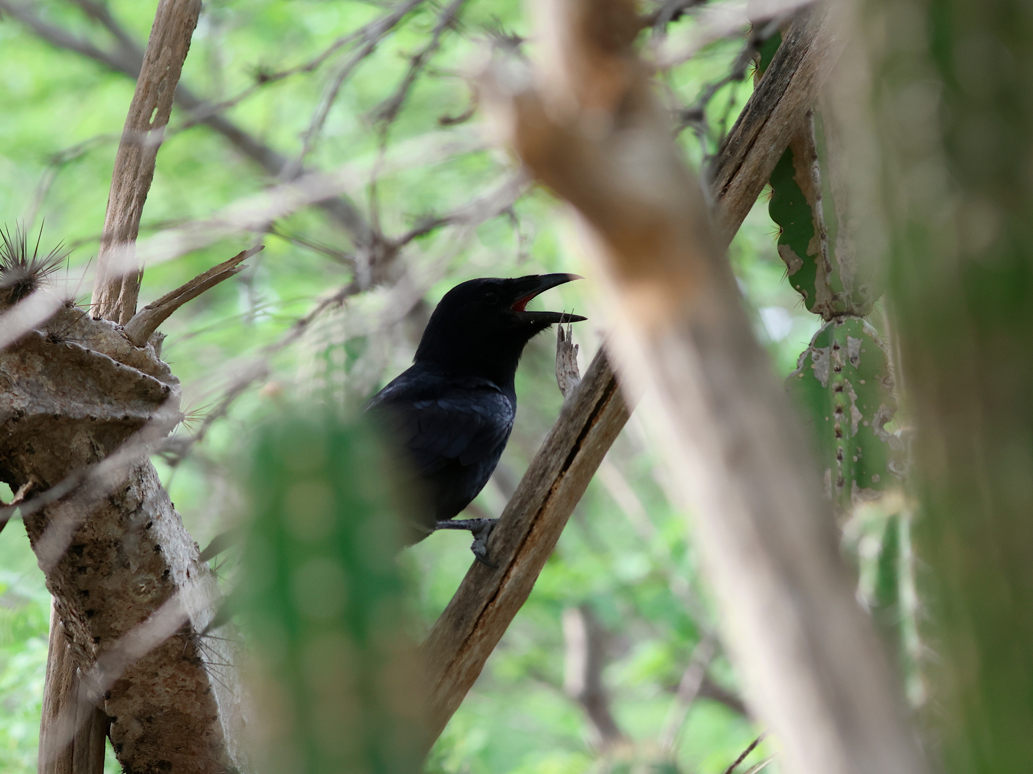Hispaniolan Palm Crow (Corvus palmarum), photo 10