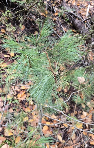 Western white pine (Pinus monticola)