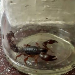Bothriurus bonariensis