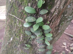 Pyrrosia