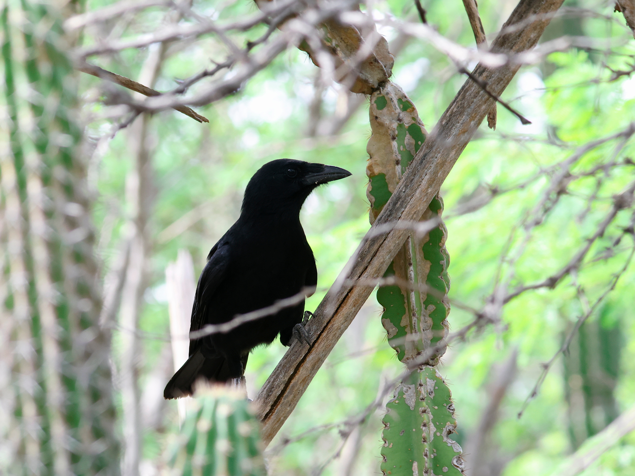 Hispaniolan Palm Crow (Corvus palmarum), photo 9