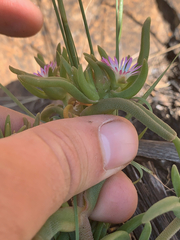 Delosperma herbeum