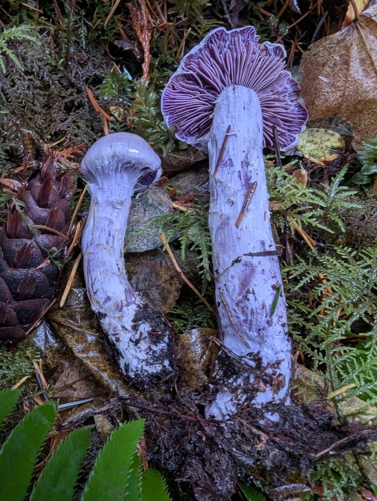 Cortinarius camphoratus · November 2025 · photo: © ssquazzo (iNaturalist, cc-by)