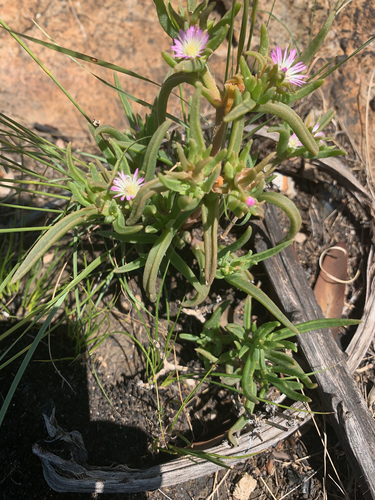 Image of Delosperma herbeum by (c) Matthew Fainman, some rights reserved (CC BY)