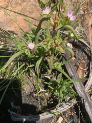 Delosperma herbeum