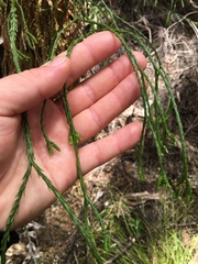 Phlegmariurus billardierei