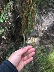 Phlegmariurus billardierei