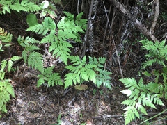 Loxsoma cunninghamii