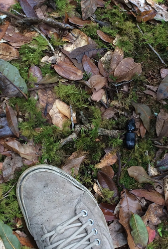 Passalidae
