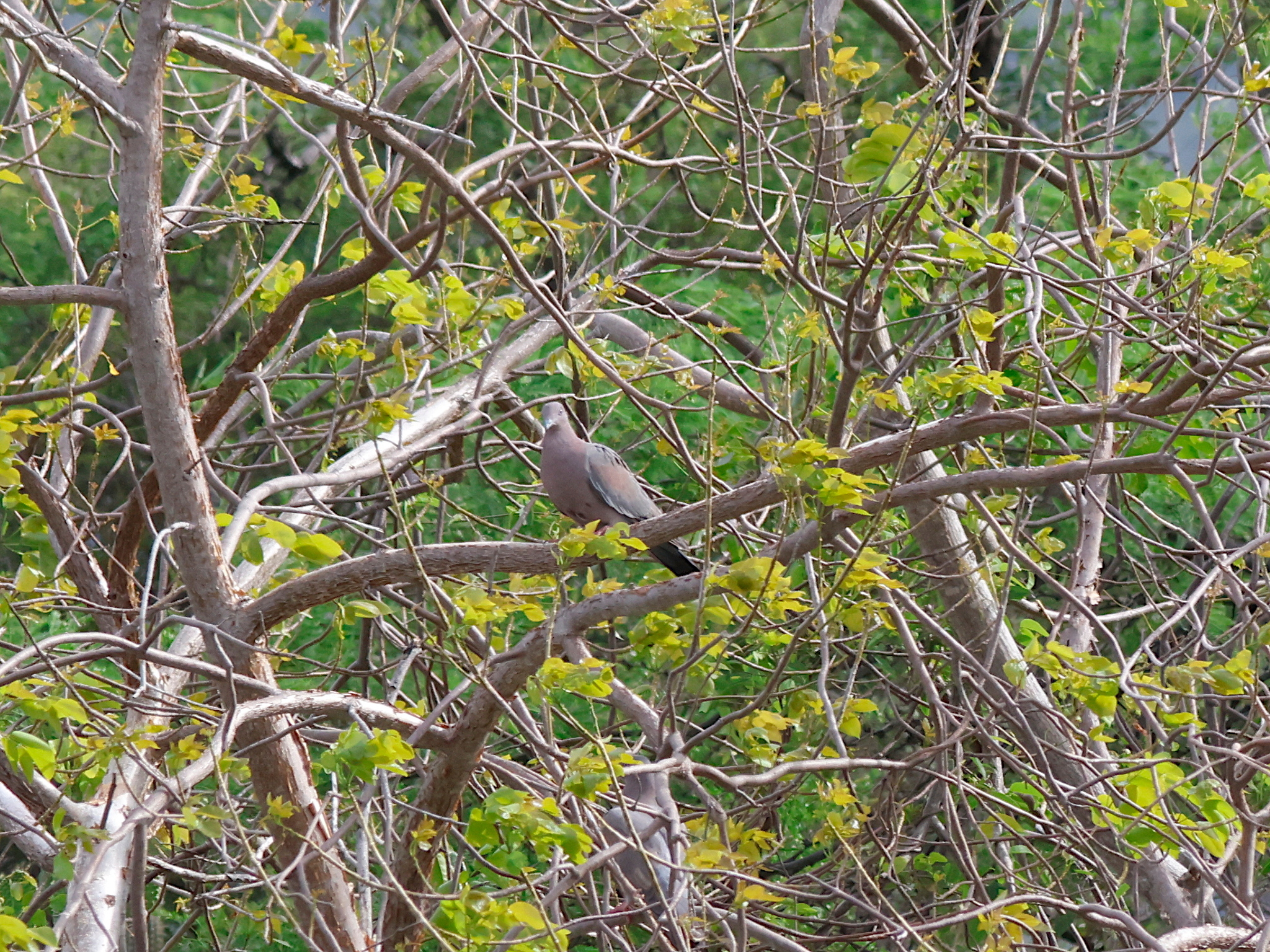 Plain Pigeon (Patagioenas inornata), photo 3