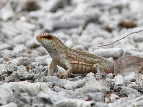 Red-sided Curlytail, Leiocephalus schreibersii