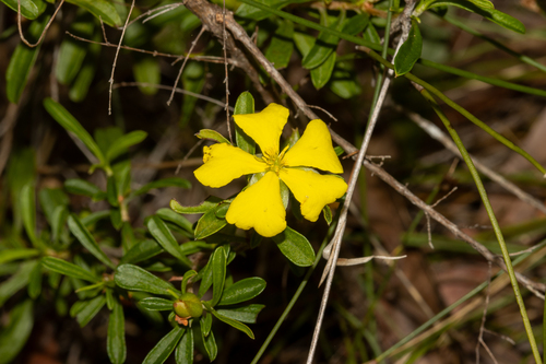 Showy Guinea Flower (Hibbertia linearis)