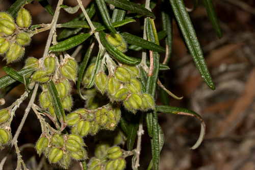 Tree Shaggy Pea (Oxylobium robustum)