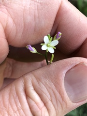 Rorippa laciniata