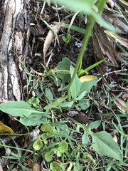 Rorippa laciniata