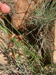 Cyperus semitrifidus
