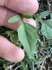 Rorippa laciniata