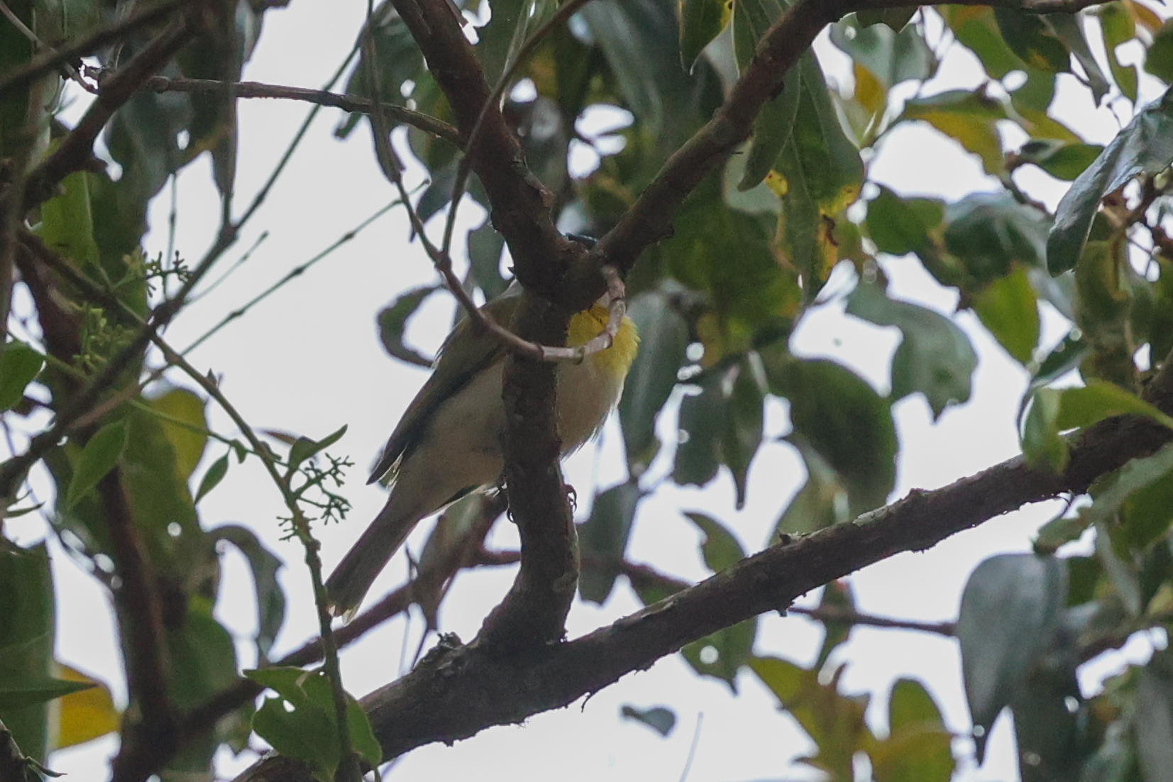 Green-backed Becard (Pachyramphus viridis), photo 8