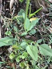 Rorippa laciniata
