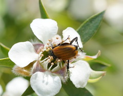 Phyllotocus rufipennis