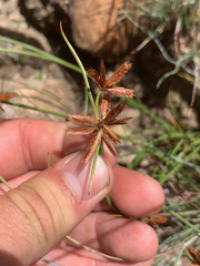 Cyperus semitrifidus
