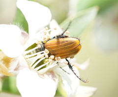 Phyllotocus rufipennis