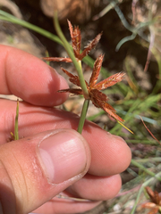 Cyperus semitrifidus