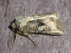 Hyperepia jugifera