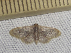 Idaea occidentaria