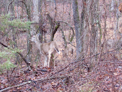 Odocoileus virginianus virginianus