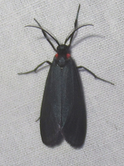 Lycomorpha splendens