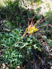 Grevillea bipinnatifida