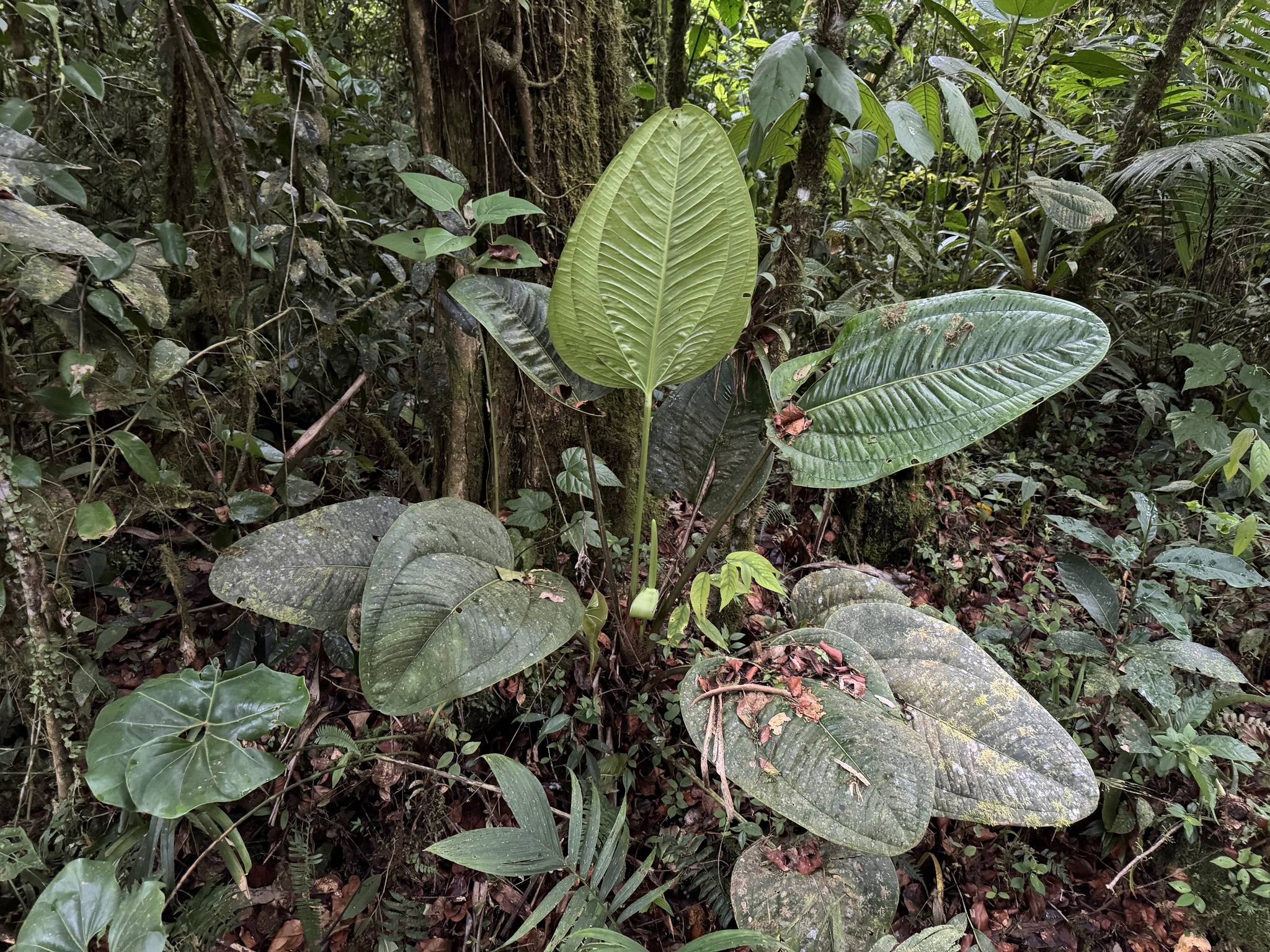 Anthurium ovatifolium