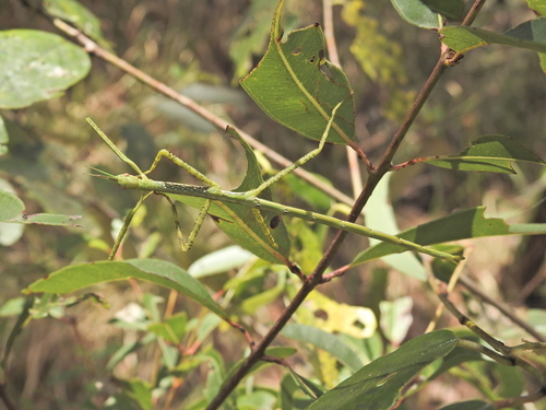 Photo of tessellated stick insect (Anchiale austrotessulata)