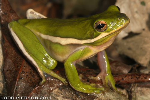 Green Treefrog, photo 7 of 10