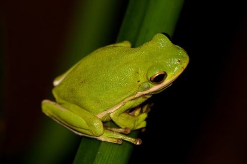 Green Treefrog, photo 8 of 10