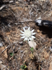 Actinotus leucocephalus
