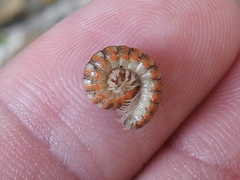 Eurymerodesmus melacis