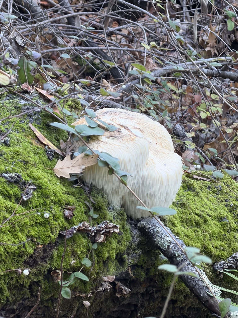 Hericium erinaceus · November 2025 · photo: © workygirl (iNaturalist, cc0)