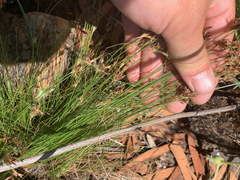 Bulbostylis burchellii