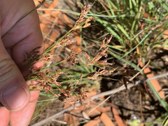 Bulbostylis burchellii